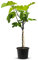 Tropictrees Figuier a planter | Hauteur de 100 cm | Une circonférence de 4 à 6 cm | Pour la fabrication de jus et comme ingrédient pour des plats | Arbre résistant au froid avec fruit comestible