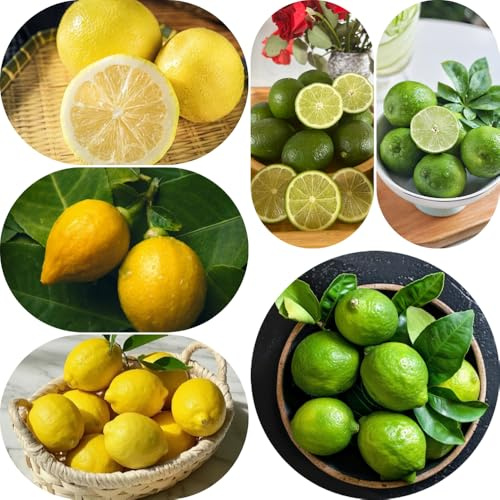 semillas de limonero - exóticas orgánicas resistentes decoracion jardin 120pcs