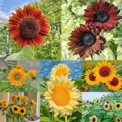 sonnenblumen balkonpflanzen blumenwiese hochbeete für garten exotische schnittblumen topf zimmerpflanzen pflanzenkübel stauden winterhart 20samen
