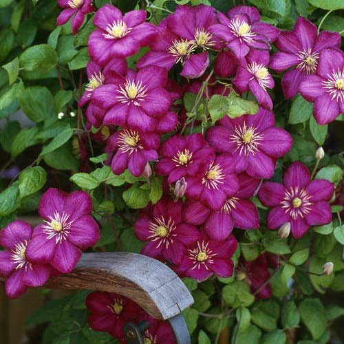 Clemátide Ville de Lyon – Maceta de 1.5 litro (Planta trepadora - Clematis - Planta adulta) - Resistente a las heladas: excelente | ClematisOnline - más clematis y escaladores más barato