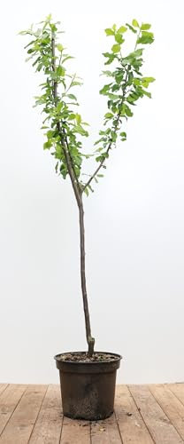 Prunus domestica 'Opal' 150–200 cm – Winterhart & Mehrjährig – Pflaume – Obstbaum für Garten & Obstwiese