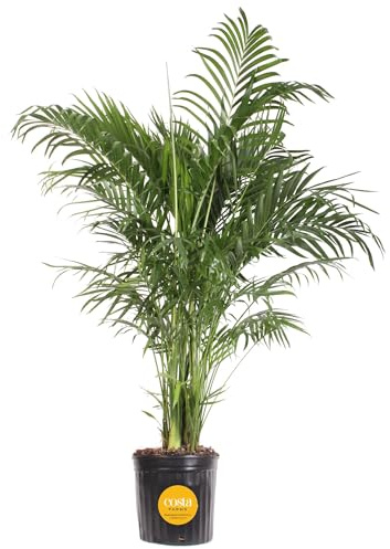 Costa Farms Cat Palm Live Plant in Plastic Pot, Large Indoor Houseplant, Perfect for Home, Room, or Office Decor, Great House Warming or Birthday Gift, 3-4 Feet Tall