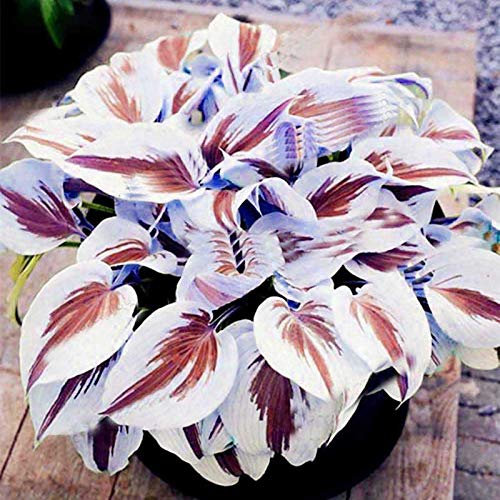 TOYHEART 200 Stück Premium Blumensamen, Hosta Samen DIY Dekorative Attraktive Mischfarbe Duftende Hosta Plantaginea Bonsai Samen Für Den Außenbereich Lila Weiß