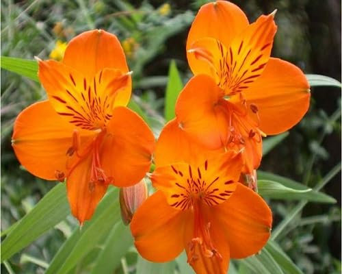 90 graines de fleurs d'alstroemeria fraîches et neuves