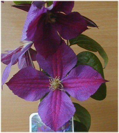 Clematis 'Star of India' 60–100 cm – Winterhart & Mehrjährig & Pflegeleicht – Waldrebe – Kletterpflanze für Pergola & Rankhilfe