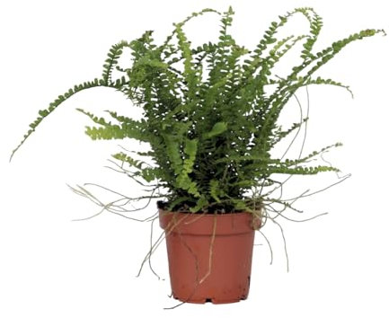 Plant in a Box - Felce lisca di pesce - Nephrolepis Duffii - Altezza 25-40cm - Pot 12cm - Pianta da interno - Verde