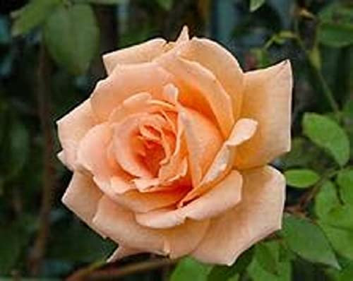 Rose Plants, Climbing Rose 'Breath of Life', 1 x Full Plant in 5L Pot, Roses, Garden Ready and Ready to Plant, Premium Quality Garden Roses