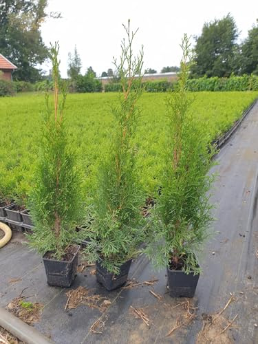 Thuja Lebensbaum Smaragd Topfballen 30-35 cm 50 St. Hecke Heckenpflanze