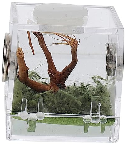 BESTonZON Acrylbox Mit Spinne Für Reptilienfütterung Transparentes Zuchtbehälter Mit Atemloch Geeignet Für Springspinnen Skorpione Und Insekten