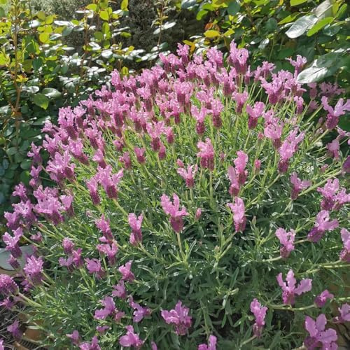 Semi di lavanda di lavanda resistenti perenni di selvatiche, d'appartamento purificanti dell'aria biologici, campo, perenni, 50pcs