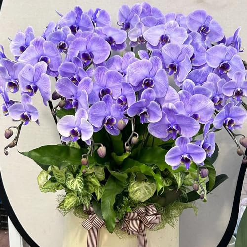 orchidee Phalaenopsis semi di tappezzanti resistenti al freddo semi di orchidea selvatici esotici balcone in vaso rampicanti, 800semi