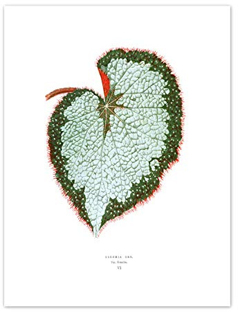 Wee Blue Coo Leaf Begonia Rex Var Grandis Art Print Canvas Premium Wall Decor Poster