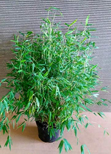 3 Stück Bambus, Höhe: 90-100 cm, Fargesia Jumbo, winterhart und sonnenfest