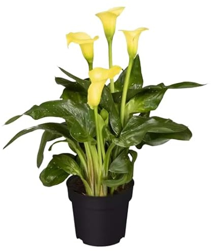 Cala Natural Planta Tropical de Exterior para Embellecer tu Jardín con Facilidad