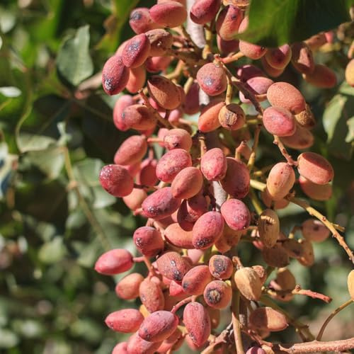 Semi di pistacchio, rustiche per balconi Pistacia vera, semi di resistenti all'esterno 45pcs