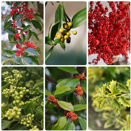 semi di agrifoglio, arbusti resistenti Ilex chinensis, da giardino resistenti all'esterno Le da balcone sono perenni 150pcs