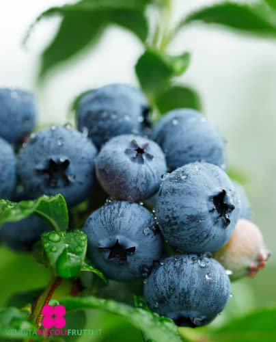 Plante de myrtille américaine à fruits géante 'Berkeley' en pot Ø 19 cm H 75 cm