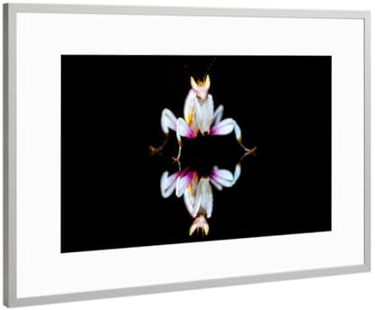 artboxONE Poster mit Rahmen Silber 75x50 cm Die Orchideen Fangschrecke von Die Welt Tanzt Farben - gerahmtes Poster