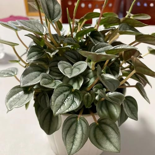 120 pcs zwergpfeffer zimmerpflanze samen, pflanzen, exotische pflanzen (Peperomia caperata) ausgefallene geschenke, pflanzen samen indoor zimmerpflanzen samen, steingartenpflanzen