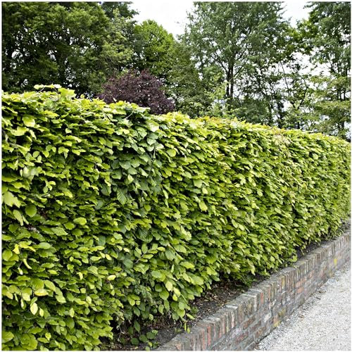 5 Green Beech Hedging Plants 1-2ft in a 1L Pots Fagus Sylvatica Trees 3fatpigs®