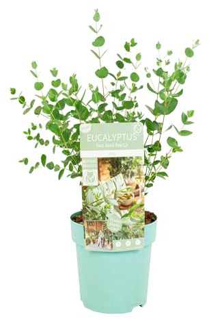 Bloomique - Eucalyptus parvifolia - Eucalipto - Pianta da giardino - Resistente al freddo - ⌀15 cm - 30-40 cm