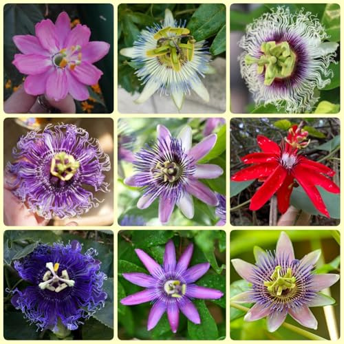 PassionsblumeSamen - balkonpflanzen Passiflora caerulea - stauden winterhart mehrjährig bio seltene schnellwachsende kletterpflanzen garten 400pcs