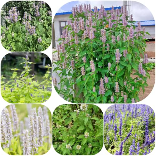 Semi di ortica profumata - raro organico giardino selvatiche resistenti per giardini rocciosi vecchie varietà ornamentali balcone per 450pcs
