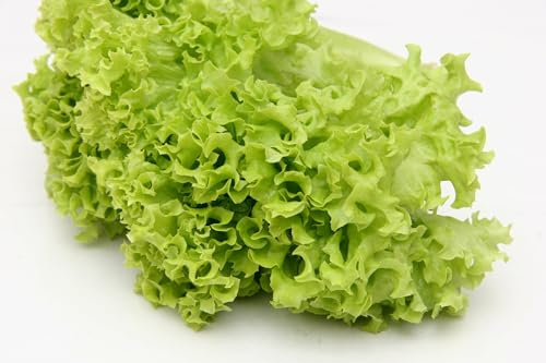 Vegetable - Lettuce - Salad Bowl Green - 2000 Seeds