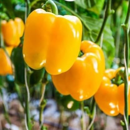 Sweet Pepper 'California Wonder' Yellow - 50 Seeds + Freebie + Plant tag (Capsicum annuum)