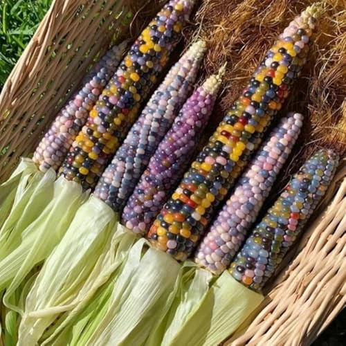 Regenbogen Mais, winterfeste für balkon gemüsesamen garten geschenke geschenke für gärtner seltene wintergemüse 80Samen