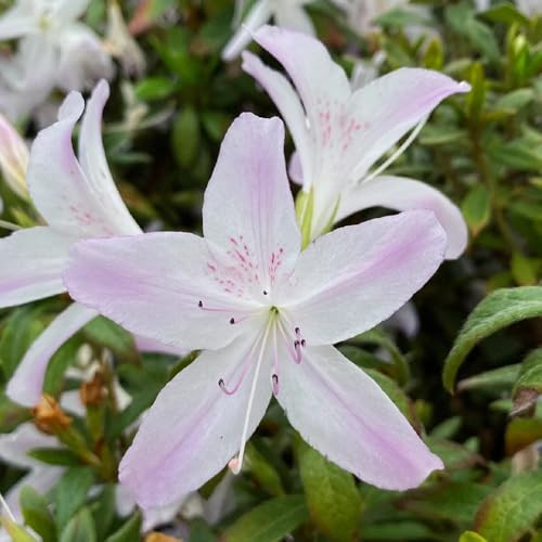 Semi di rododendro, serre balcone azalea, autunnali resistenti balcone resistenti semi di selvatici estivi decorativi 20pcs