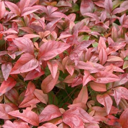 Bambou sacré - Nandina domestica 30-40 C - 30-40 cm pot