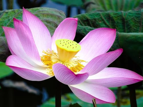 12 Samen Heiliger Lotus (Nelumbo nucifera) – Exotische Wasserpflanze – Zierpflanze für Teich, Gartenteich und Wassergefäße