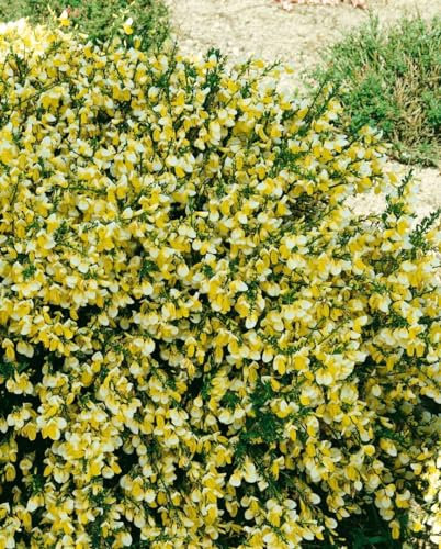 Cytisus scoparius 'Golden Cascade' 60–80 cm – Winterhart, Mehrjährig, Pflegeleicht – Besenginster – Zierstrauch für Garten & Beet