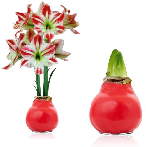 Amaryllis in Wachs Charme - 1 Wachsamaryllis Blumenzwiebel | Wax Amaryllis Zwiebel in Großformat 30/32, Exklusive Echte Pflanzen aus Holland, Hippeastrum (keine Samen, nicht künstlich)