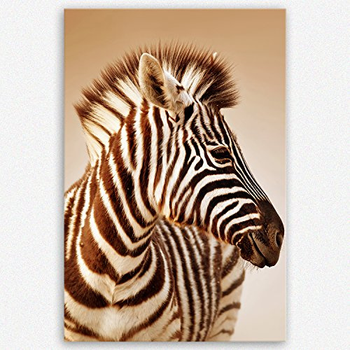 ge Bildet Bild auf Leinwand | Portrait von ein Baby Zebra im Etosha Nationalpark - Namibia in 80x120 cm als Wandbild XXL | Wand-deko Dekoration Wohnung modern Bilder | 1082