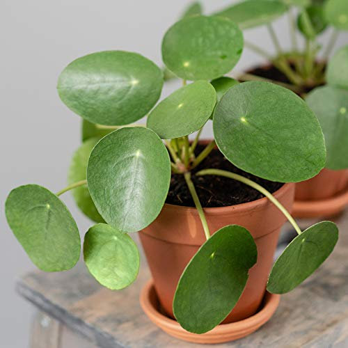 Pilea Peperomioides - Planta china de dinero para interiores de grado premium, 20-30 cm, planta de interior