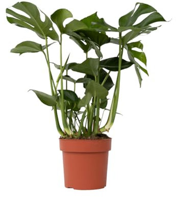 Plant in a Box - Monstera Deliciosa XL - Height 70-80cm - Swiss Cheese Plant - Pot 21cm