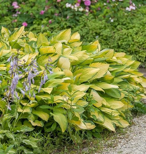 Funkie June Fever - Hosta cultorum