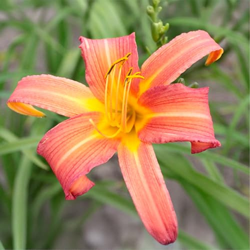 Bulbes (Racines charnues) d’HEMEROCALLIS | Bulbes issus des meilleurs producteurs hollandais | Sélection exclusive et contrôle qualité | Floraison garantie (2 Hemerocallis PINK CHARM)
