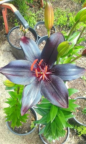 Lilienzwiebeln, Winterhart MehrjäHrig,Blumenzwiebeln,Temperament,Riesenlilien Baumlilien，Frische Luft,Gartenpflanzen-8zwiebeln-C