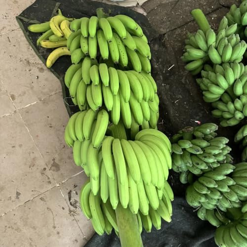 semi di banano - in vaso adatte al pieno sole esotica balcone giardino copertura del 30pcs