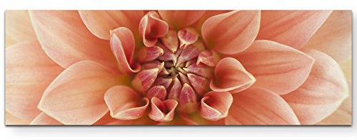Paul Sinus Art Leinwandbilder | Bilder Leinwand 120x40cm Dahlie – Nahaufnahme