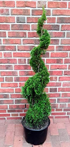 Thuja Spirale, Höhe: 140-150 cm, Smaragd-Edelthuja, Formpflanze, winterhart + Dünger