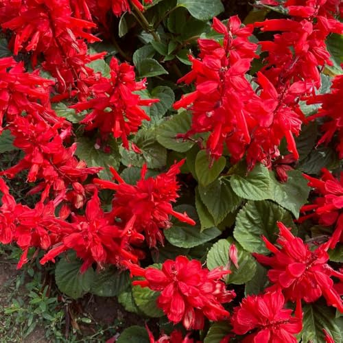 Semillas de salvia de fuego, jardín de Salvia esplendorosa, semillas de perennes silvestres exóticas 600pcs
