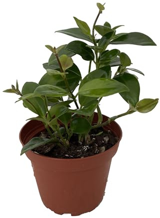 Mona Lisa Lipstick Plant 4 Pot - Aeschynanthus -
