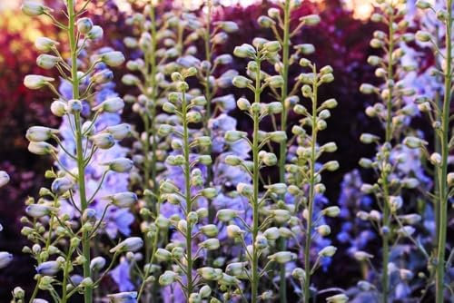 Lupin indigo, Baptisia australis 10 graines -plante vivace
