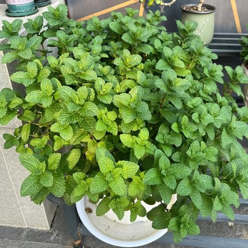 semillas de menta verde - productos sostenibles resistentes en variedades antiguas jardín menta para camas 1300pcs