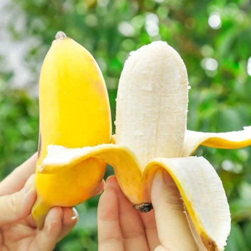 semi di banane, banane, fresca, colonnari di banana di banana resistente di antiche varietà 300pcs
