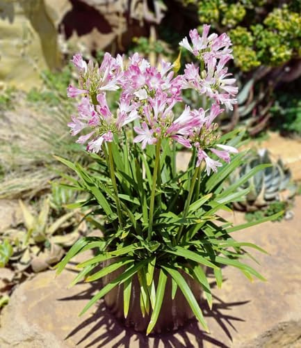 BALDUR Garten 1x Agapanthus 'Pink Blush', Pflanze im 9x9 cm-Topf | fabelhafte Neuzüchtung mit rosa Blüten, Dauerblüher im Beet & Kübel, pflegeleicht, hitze-& trockenheitstolerant, winterhart
